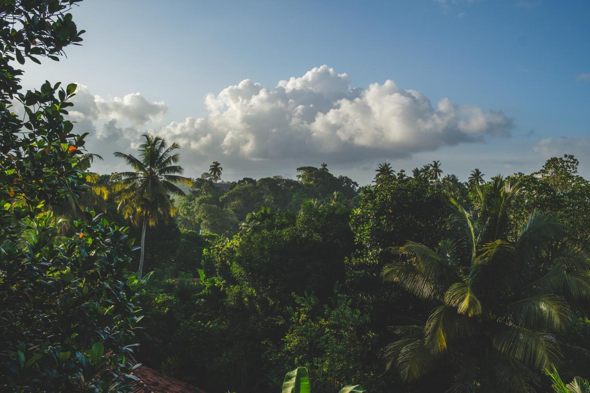 Отель The Jungle View Мирисса Экстерьер фото