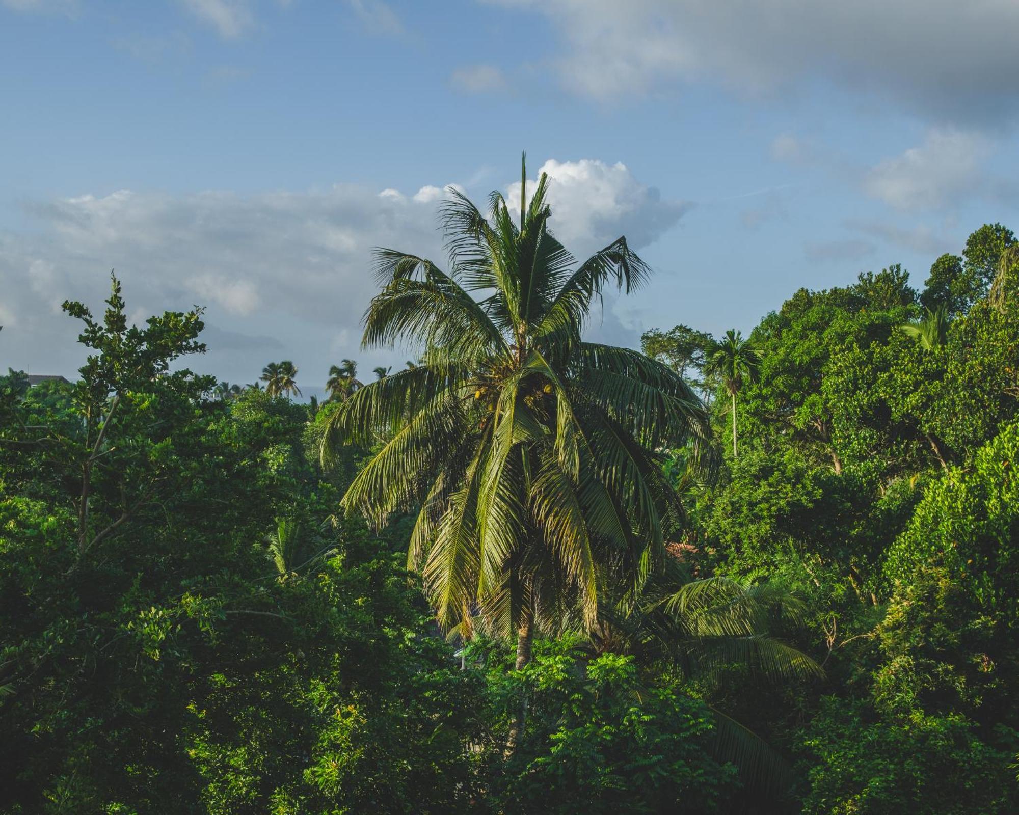 Отель The Jungle View Мирисса Экстерьер фото